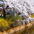 雪国・越後にも桜は満開　②　児童公園　(⌒∇⌒)