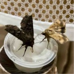 庭の生き物を愛でてます・台所で生き物を育ててます