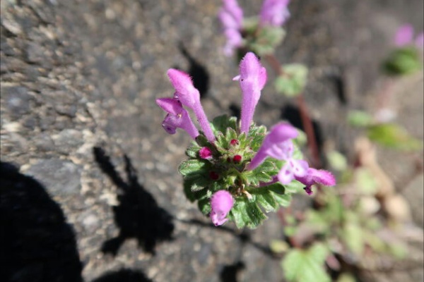 小路に生きる野草たち ホトケノザ