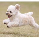 11-2-3　加納　ルルちゃん　2歳10か月