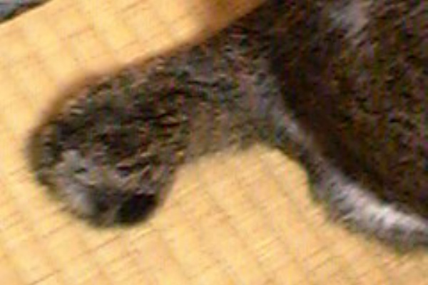 尾曲がり猫 Sweetmonsterpeople