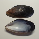 図鑑を作る（二枚貝編）