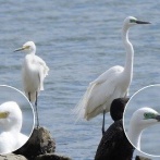 2026年4月9日の野鳥公園