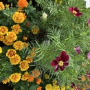 リュートの名曲を集めて