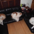 ボルゾイな生活