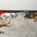 居間の猫3匹　20260609
