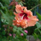 夏バテ