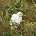 2025年10月11日の野鳥公園