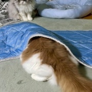 じゃれ合い相手を探している猫と猫トイレのお話