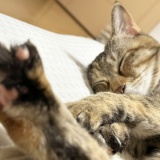 ねこ写真と告知日記