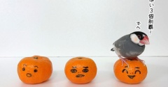 みかんに乗れないぼく