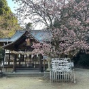 【花便り'26】松山市吉藤1丁目にある三島神社・吉原熊野神社の薄紅寒桜｜一足早い春を感じる‼️