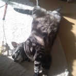 ﾈｺﾁｬﾝのﾆﾝｹﾞﾝ育成日記