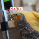 かじるニュークスィー