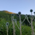 朝活の平尾台へ