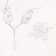 Codonosiga sp.（襟を持つ小型無色の鞭毛虫）？