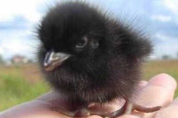 道で会ったカラスが懐いて家まで来ちゃったんだけど パシャッ 30万いいね しかし 懐いた というのは嘘で実は していた疑惑が浮上して炎上 Toutanのblog速報ネタ 道で会ったカラスが懐いて家まで来ちゃったんだけど パシャッ 30万いいね しかし 懐いた というのは嘘で実は していた疑惑が浮上して炎上 Toutanのblog速報ネタ