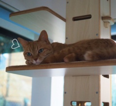 キャットタワーで過ごす夏♪