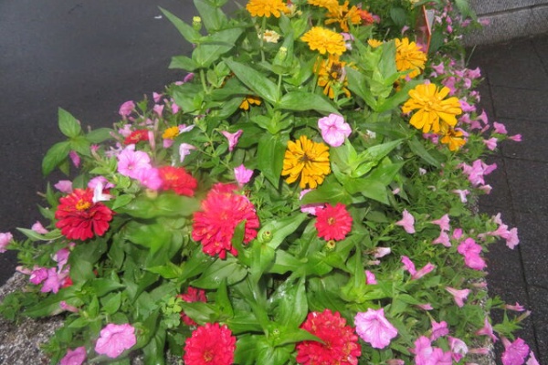 私の散歩道 花壇の花