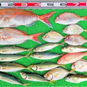 2026年4月14日　釣果