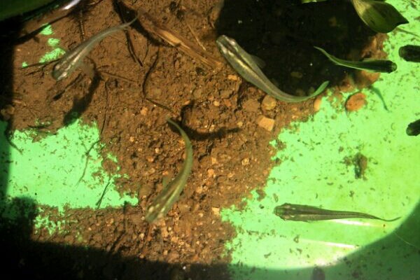 お金をかけないメダカ飼育とベランダ菜園 14年06月