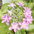 惡の華