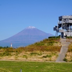 豆柴麦うた日記