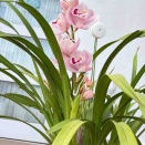 シンビジウムを外に出しました