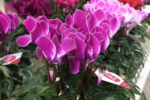 平田ナーセリー福岡東店forest 新宮町