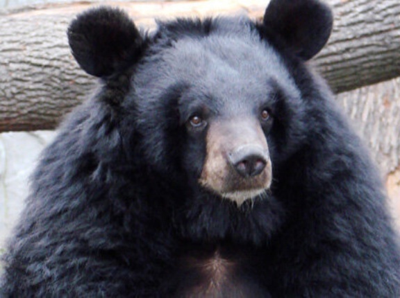 神奈川県秦野市「出没したクマは駆除せず放獣しました」 ← SNSで称賛の声