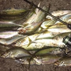 ホシガメ釣り日記