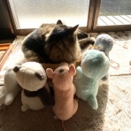 おそらくその平凡こそ幸せ　猫と私と家族の日常