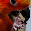 大アップでワイルド