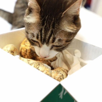 カナダみやげと猫。