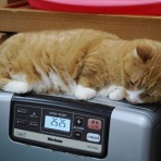 猫カフェ ねこまんまBlog