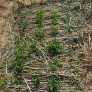 六条大麦シュンライ