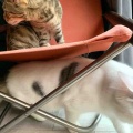 弱肉強食ならぬ弱猫強猫