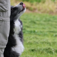 【犬のいる幸せ】年齢を重ねて漂う渋さかな？余裕のあるかっこよさ？みたいな！
