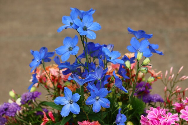 モナガーデン 中西園芸のblog 寄せ植え