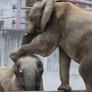 砥愛ちゃん！お姉ちゃんの頭は跨ぐもんじゃありません！