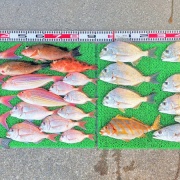 2025年12月16日　釣果