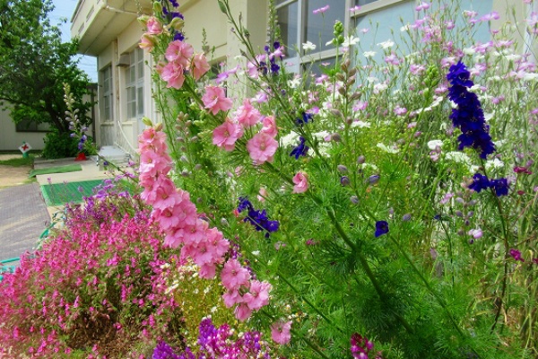 花好きおばあさんの 園芸ボランティア日記 オルレア 花好きおばあさんの 園芸ボランティア日記 オルレア