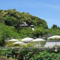 花の寺　長谷寺へ3
