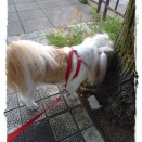 今日の散歩。