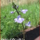 軌道の高いボールはノーバウンドで