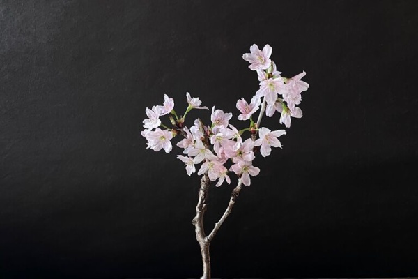 華道家 平間磨理夫 オフィシャルブログ