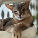 おうちごはんとおかしとねこ