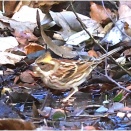 水場のミヤッホさんとマヒワさん