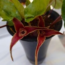 昨日の続き　野草展