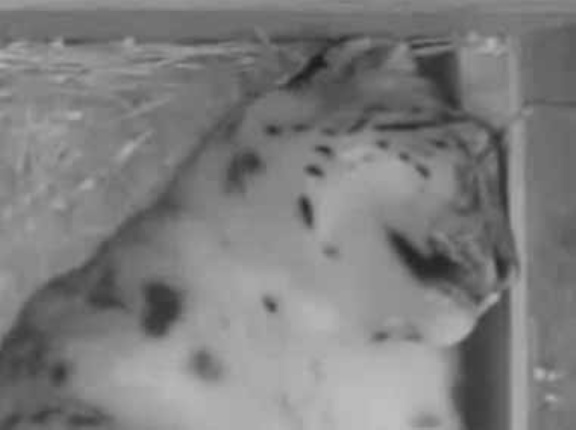 カップルが一緒に寝ていた。シングルベッドで夢とぉ～♪ → 深夜はこんな様子です…